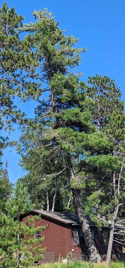 Tree Removal