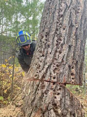 Storm Damage Cleanup