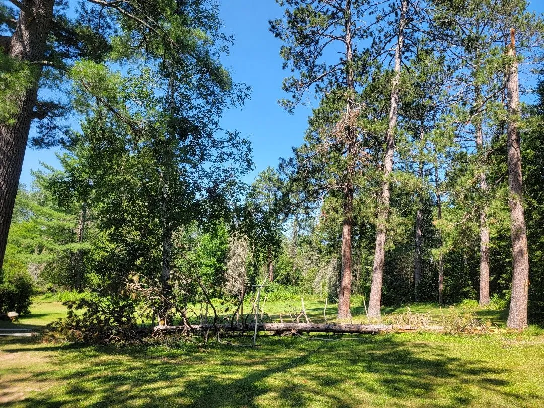 Storm-damaged red pine removal