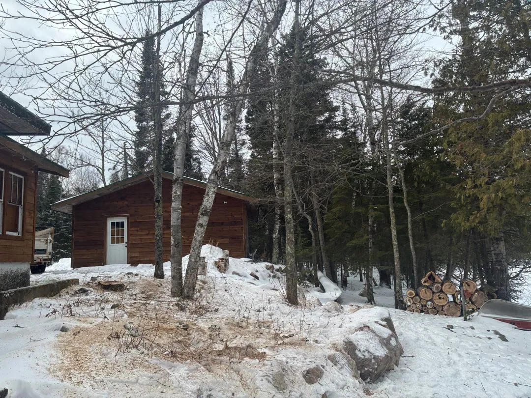 Removal of red maple, cleanup and firewood