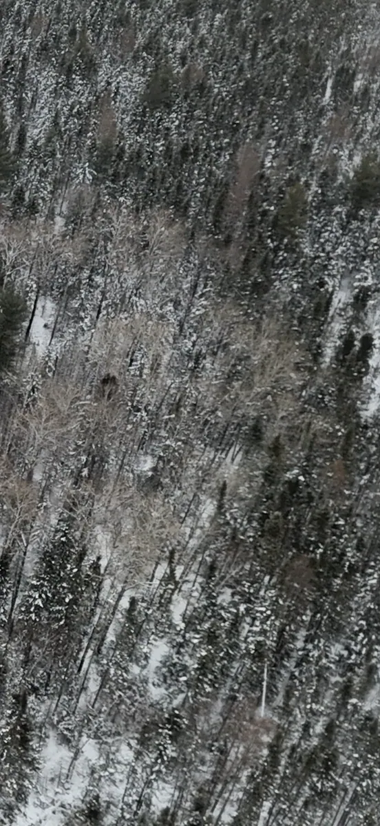 26-acre NRCS EQIP forest stewardship