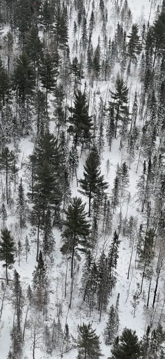 26-acre NRCS EQIP forest stewardship