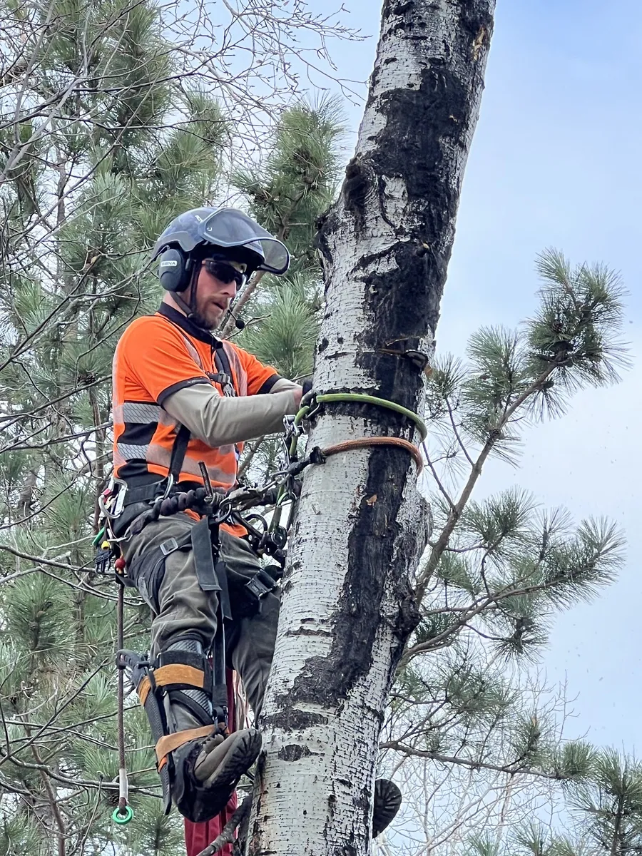 Aspen tree removal near a house